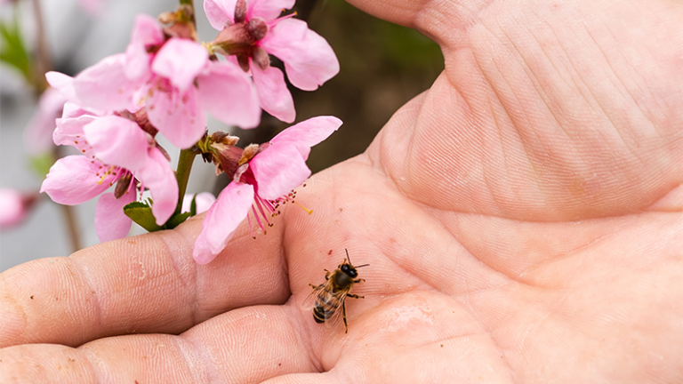 Eine Hand hält eine Biene und pinkfarbene Blüten, die in der Nähe blühen.